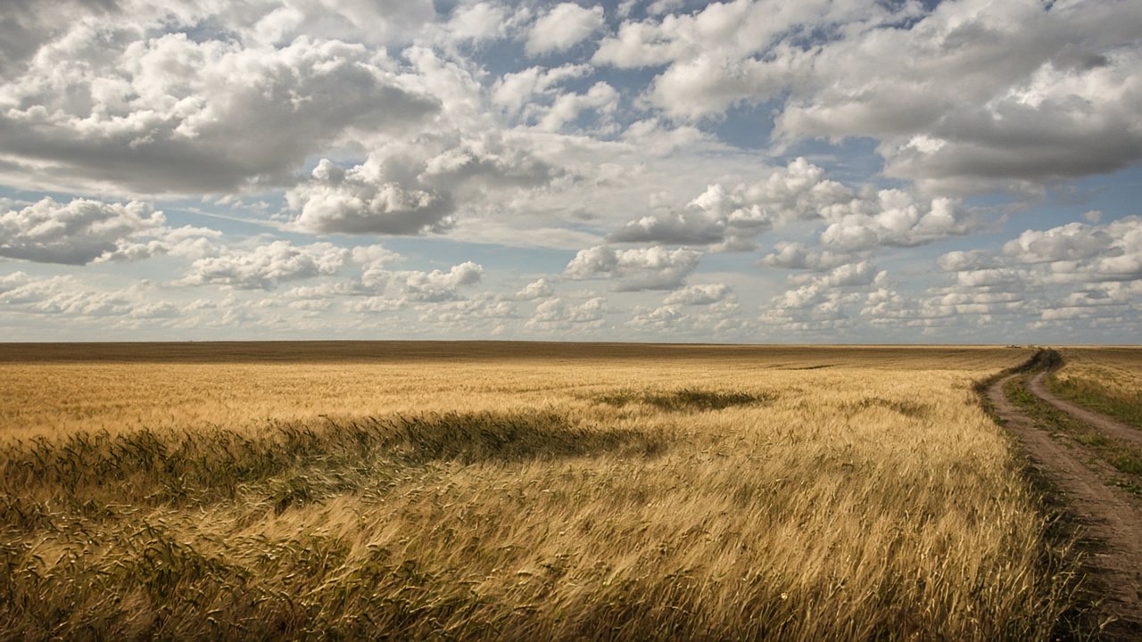 Goldene Getreidefelder unter weitem Himmel in der Uckermark